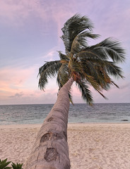 Schiefe Palme bei Sonnenuntergang Raa Atoll Insel Malediven