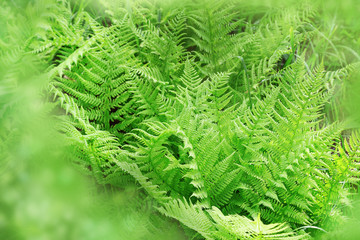 Natural background of fern leaves. Forest herb. Vascular plants.