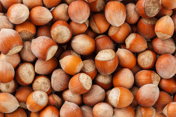 Dried unshelled hazelnuts seeds of Whole nuts as background