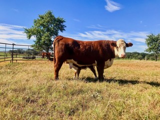 Hereford mama and calf baby