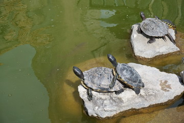 Fototapeta premium tartarughe