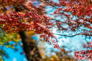 autumn leaves on tree