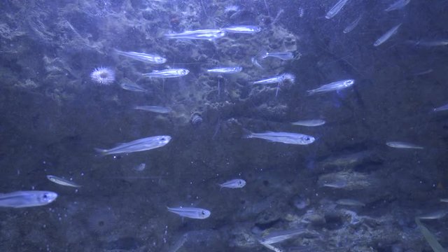 School of Fish Swimming