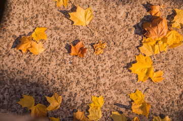Autumn. Golden autumn. The maple leaves. Leaves of maple.