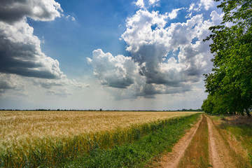 Fototapeta na wymiar wheat field landscape and blue sky