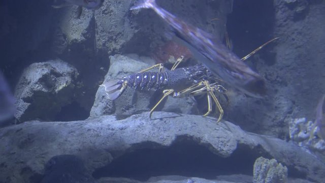 Blue Lobster Slowly Walking