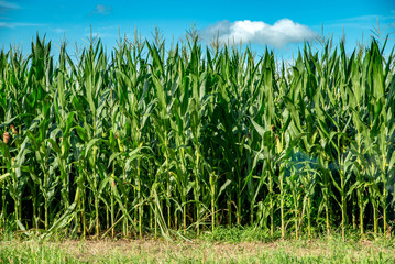 Blue Sky and Corn Field