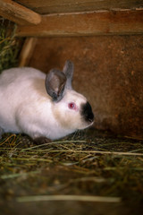 Rabbit in the cage. Breeding of domestic animals.