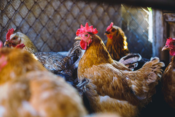 Chickens on the farm. Toned, style, color photo.