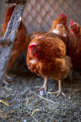 Chickens on the farm. Toned, style, color photo.