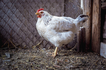 Chickens on the farm. Toned, style, color photo.