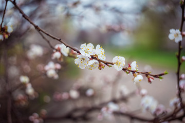 Beautiful spring blooming tree with a lot of flowers