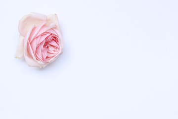 Styled desktop scene with fresh pink roses copy space on white background. Flat lay, top view. Romance and love card concept. Empty space for your text