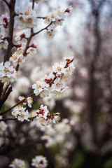 Beautiful spring blooming tree with a lot of flowers