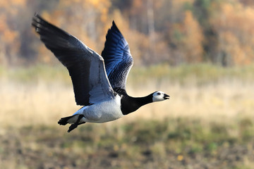 barnacle goose flies © Risto