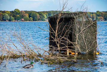 mallard duck and duck blind in blue lake water camouflaged by branches