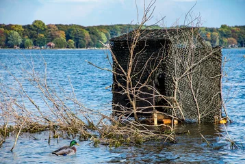 Poster mallard duck and duck blind in blue lake water camouflaged by branches © driftwood
