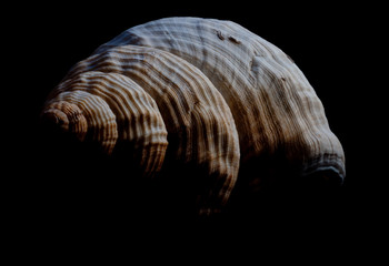 high contrast photo of a shell with black background