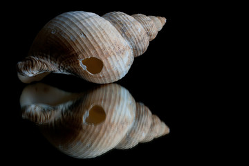high contrast and reflection of a shell in a black background with space for text