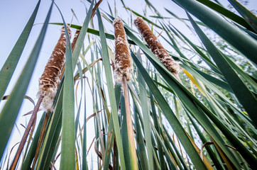 Artistic view looking up at cattails in a swamp