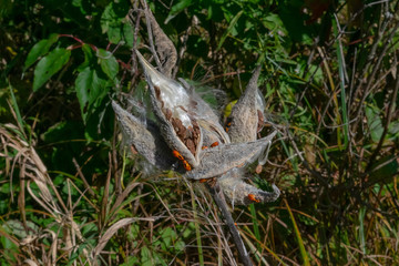 Dry Milkweed Seed Pods Feeding Large Milkweed Bugs