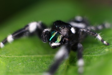 spider on a leaf