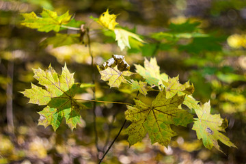 Yellow maple leaves in autumn on a Sunny day, season, background