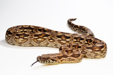 Fototapeta premium Südliche Madagaskarboa (Acrantophis dumerili) - Madagascar ground boa