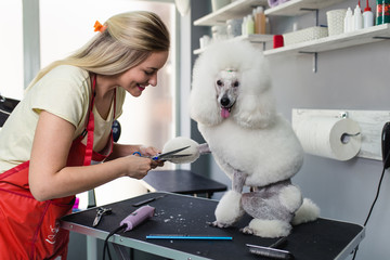 Miniature poodle at grooming salon.