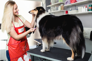 Female groomer brushing Rough Collie dog at grooming salon.