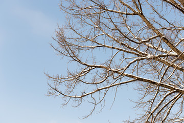 winter tree