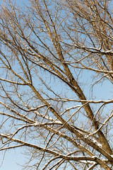 Obraz premium winter tree