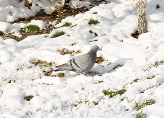 flock of pigeons on snow in winter