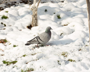 flock of pigeons on snow in winter