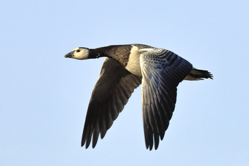 barnacle goose flies