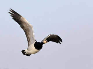 barnacle goose flies