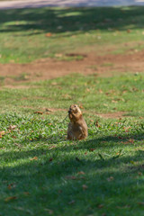 Funny and small rodent, prairie dog on grass