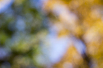 Views of treetops from the ground in the fall, yellow and green leaves, blue sky, blured background