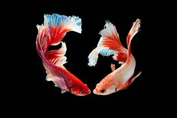 Foto auf Leinwand The moving moment beautiful of siamese betta fish or splendens fighting fish in thailand on black background. Thailand called Pla-kad or biting fish. © Soonthorn