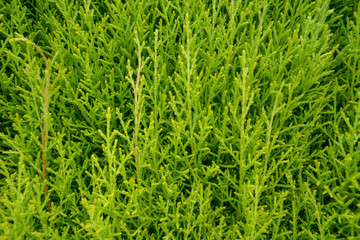 Evergreen tree shrubs 