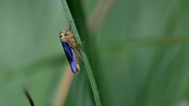 Binsenschmuckzikade an einem Grashalm bei der Nahrungsaufnahme - Makroaufnahme