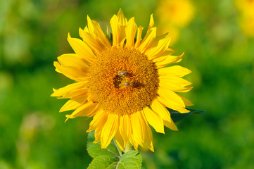 Sunflower on a field with blurred background