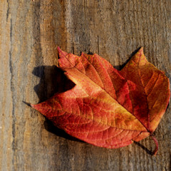 lonely autuBeautiful lonely autumn leaf lies on a wooden background.mn leaf on wooden background