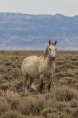 Obraz na płótnie Canvas Wild Horse in the Colorado Desert in Summer