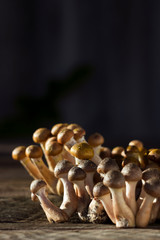 A lot of fresh and cut honey agaric (armillaria) on wooden background, autumn edible mushrooms