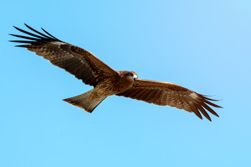 Adult red eagle fly on blue sky background with clipping path; Japanese eagle at Enoshima during summer season with light flare