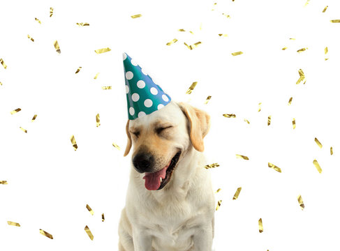 FUNNY AND HAPPY DOG CELEBRATING A BIRTHDAY OR NEW YEAR WITH A GREEN AND WHITE POLKA DOT PARTY HAT. ISOLATED AGAINST WHITE BACKGROUND WITH COPY SPACE AND GOLDEN CONFETTI.