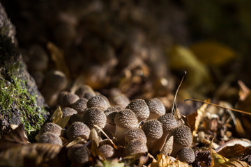 A lot of small honey agaric (armillaria) - edible mushrooms in the forest in autumn, background
