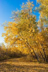 Russian nature autumn landscape with trees with yellow leaves in the sun Indian summer