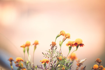 Autumn marigold background
